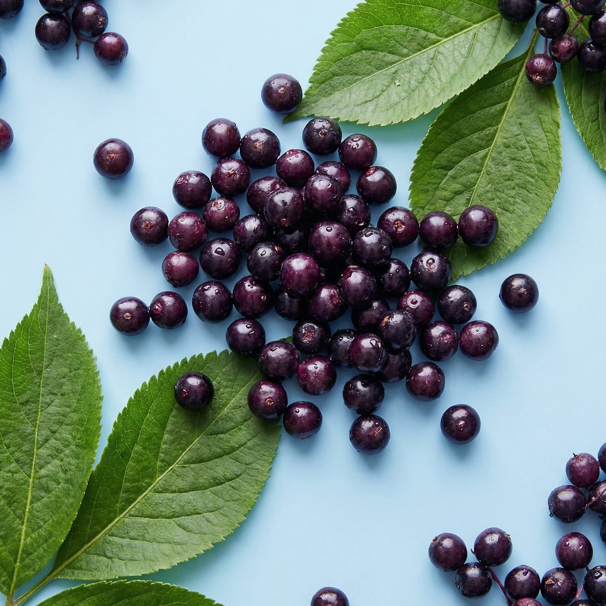 Fresh elderberries with green leaves arranged on soft blue background