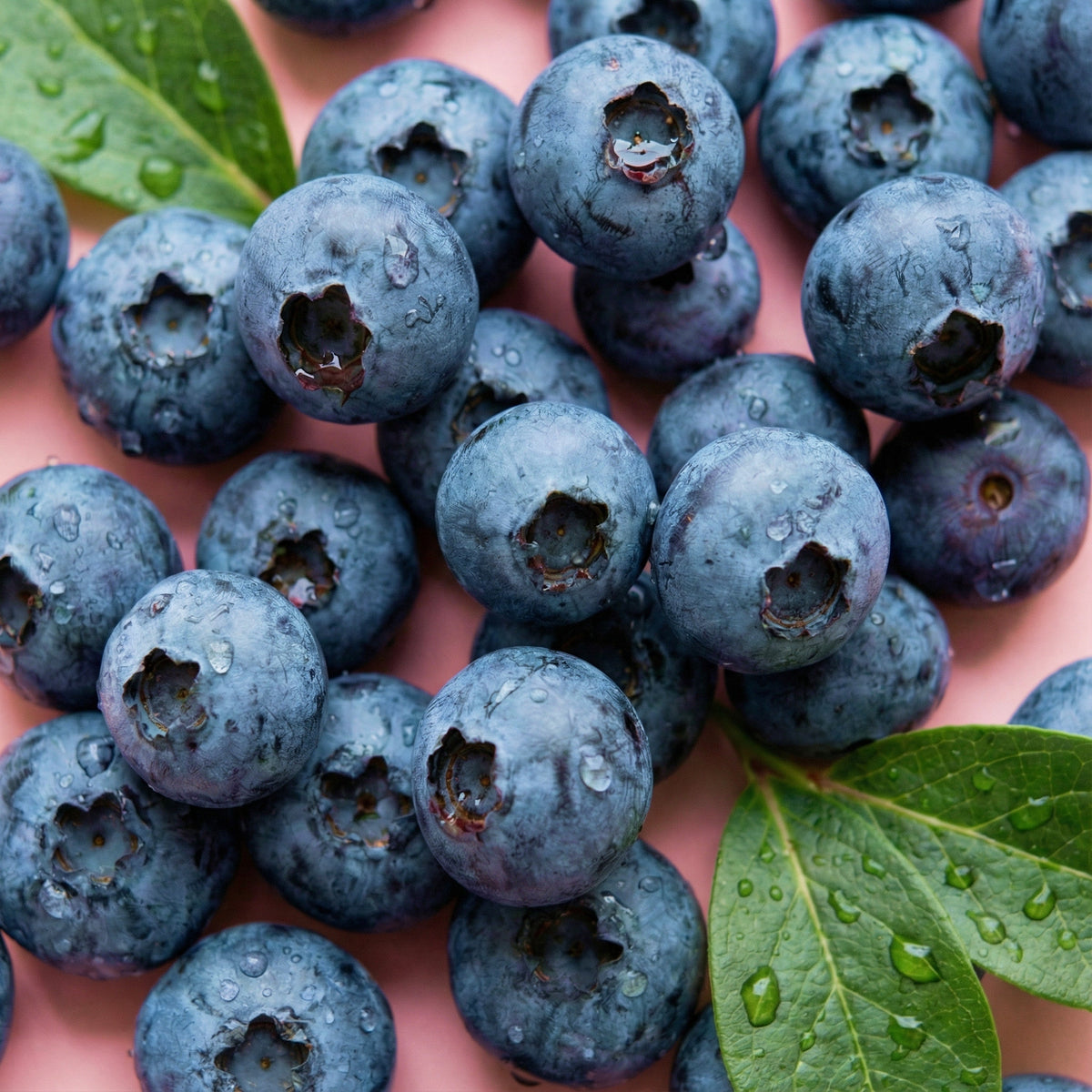 Blueberry Concentrate