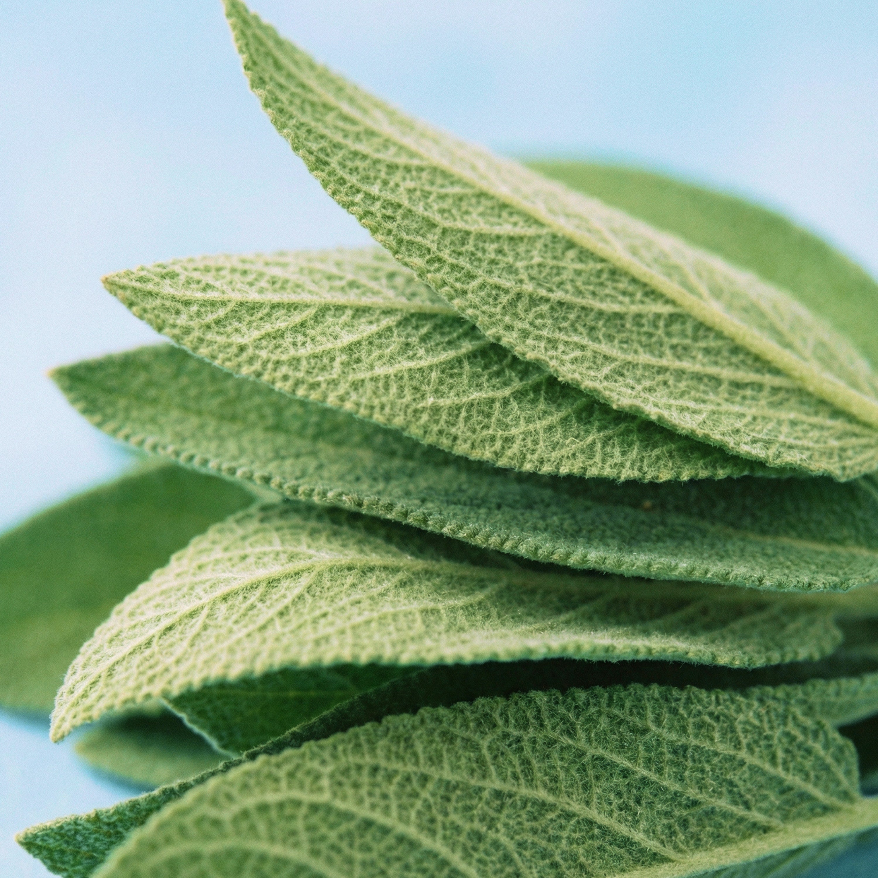 Fresh sage leaves close-up with soft texture and natural green tones