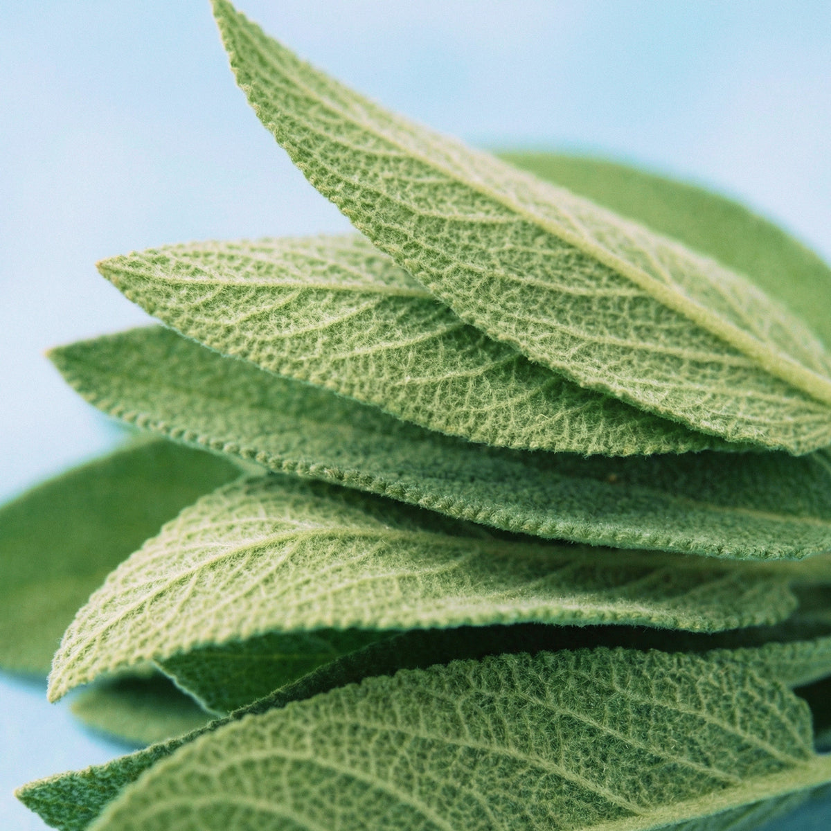 Sage Extract