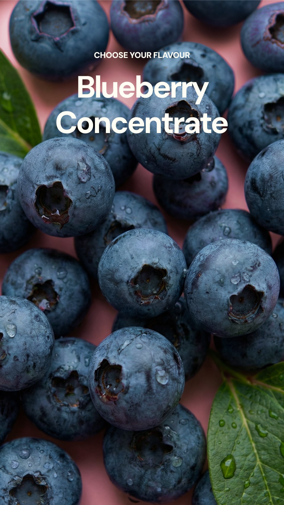 Blueberries with a text overlay 'Blueberry Concentrate' on a pink background